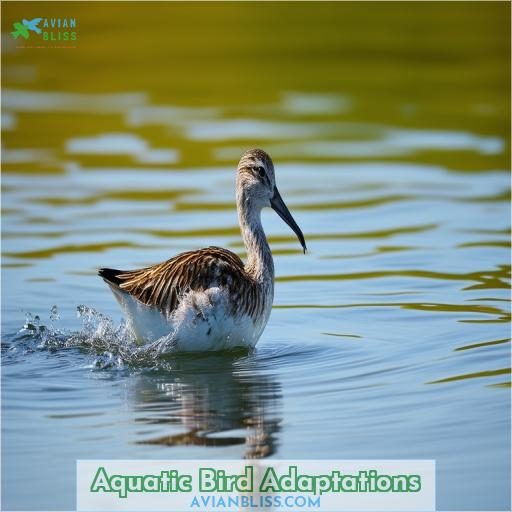 Aquatic Bird Adaptations
