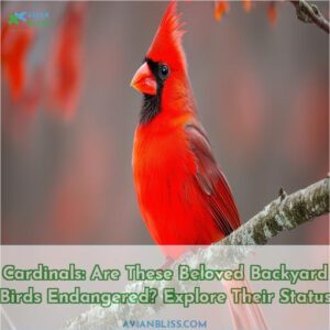 are cardinals endangered