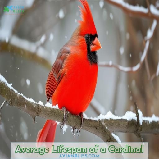 Average Lifespan of a Cardinal