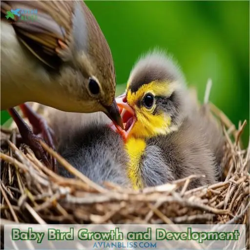 Baby Bird Growth and Development