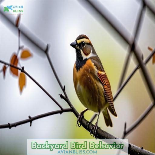Backyard Bird Behavior