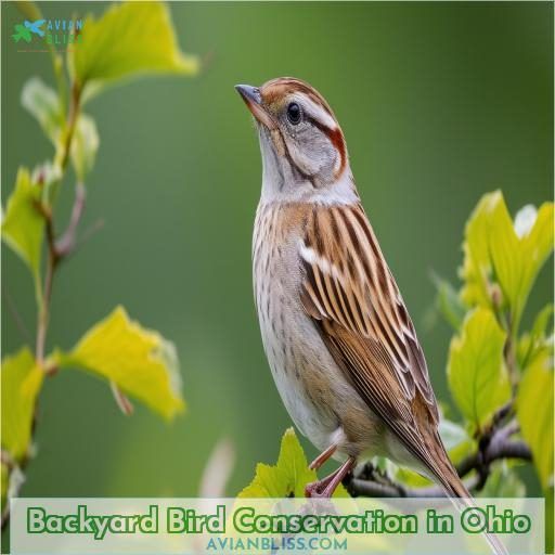 Backyard Bird Conservation in Ohio