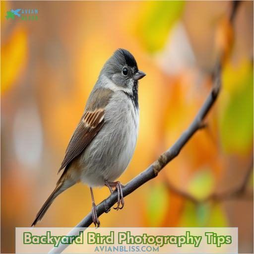 Backyard Bird Photography Tips