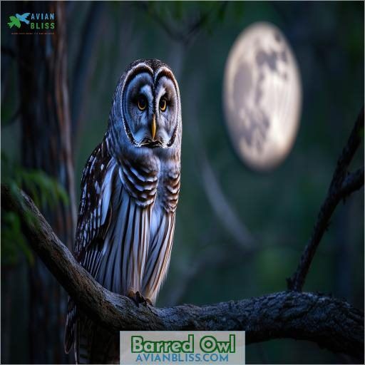 Barred Owl