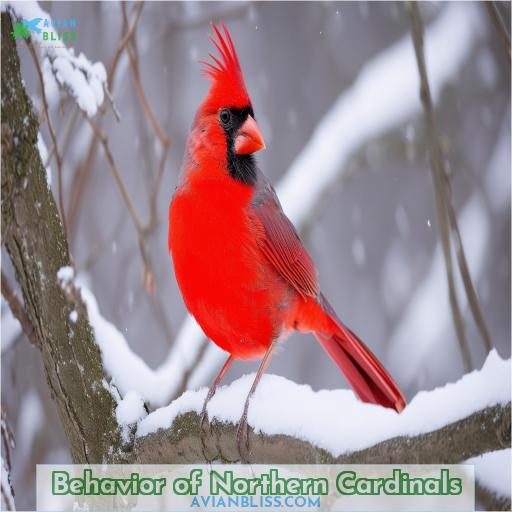 Behavior of Northern Cardinals