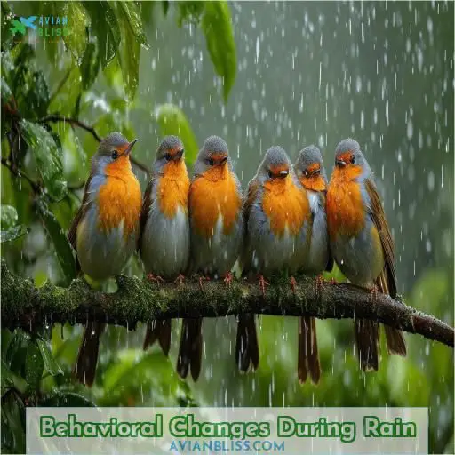 Behavioral Changes During Rain