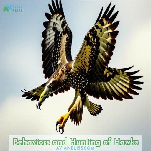 Behaviors and Hunting of Hawks