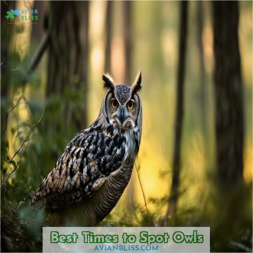 Best Times to Spot Owls