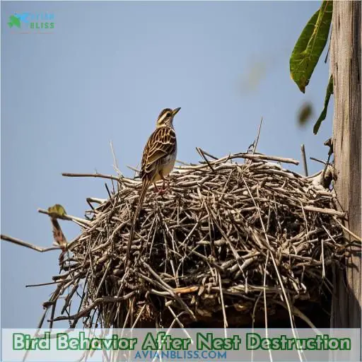 Bird Behavior After Nest Destruction