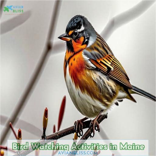 Bird Watching Activities in Maine