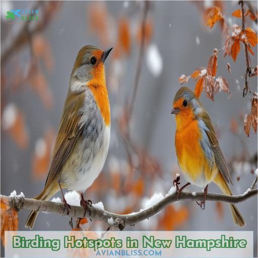 Birding Hotspots in New Hampshire