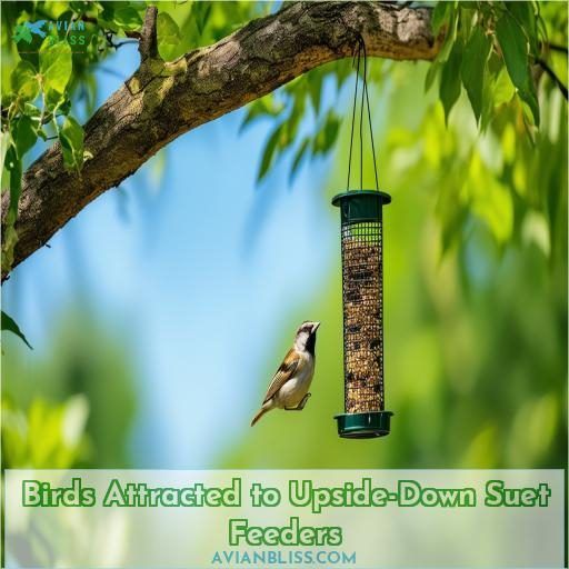 Birds Attracted to Upside-Down Suet Feeders