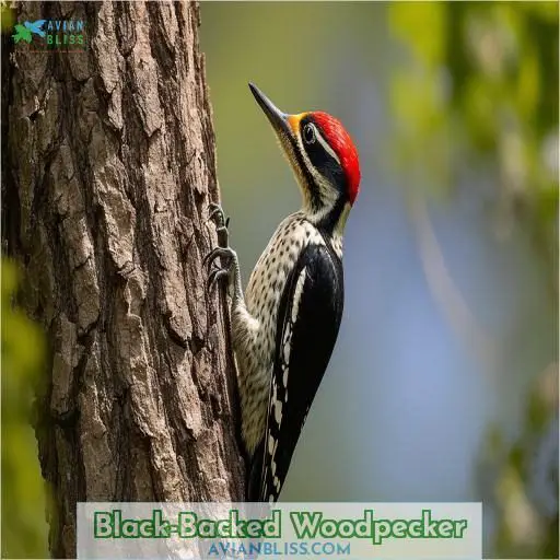 Black-Backed Woodpecker