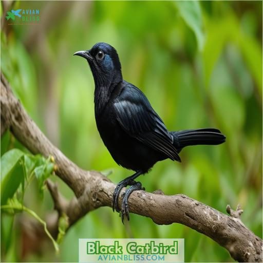 Black Catbird