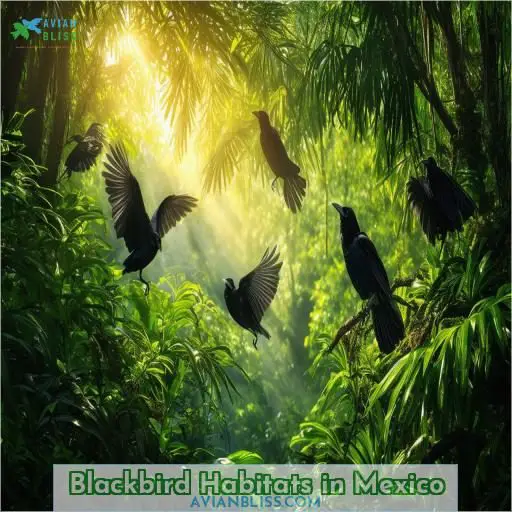 Blackbird Habitats in Mexico