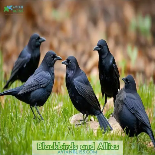 Blackbirds and Allies