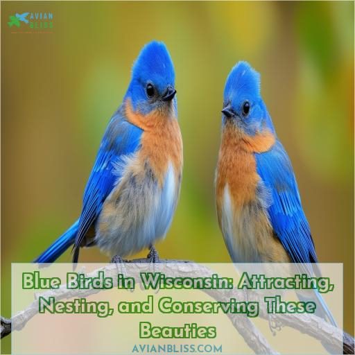 blue birds in wisconsin