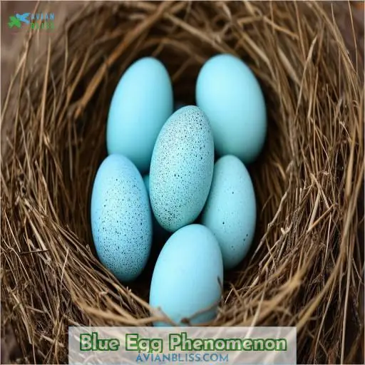 Blue Egg Phenomenon
