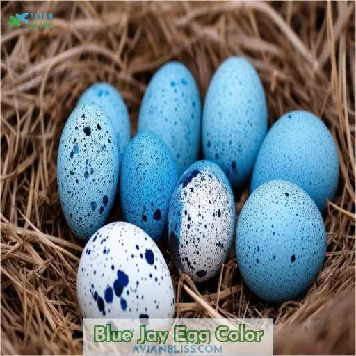 Blue Jay Egg Color