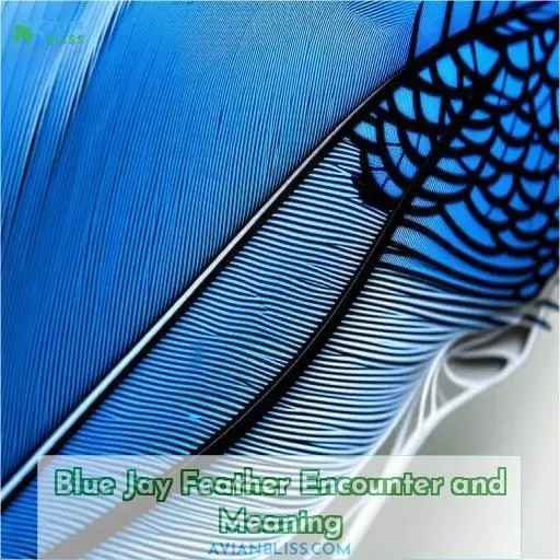 Blue Jay Feather Encounter and Meaning