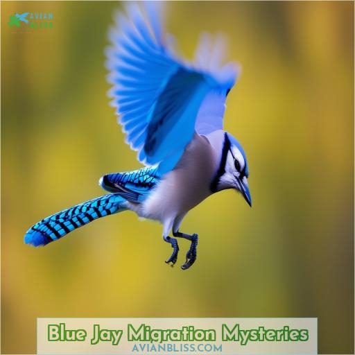 Blue Jay Migration Mysteries