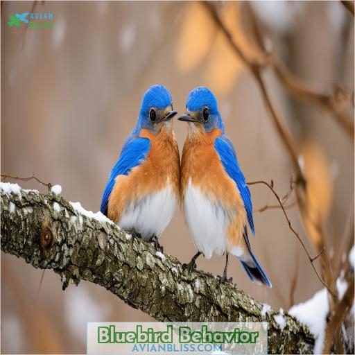 Bluebird Behavior