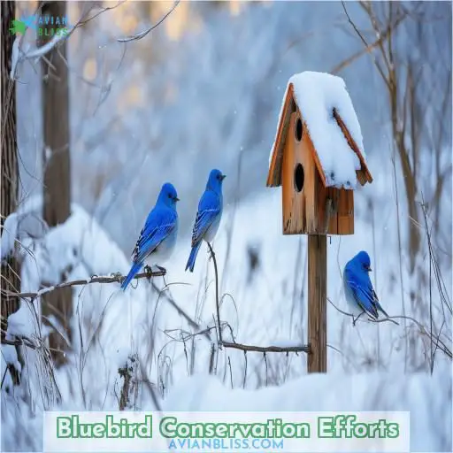 Bluebird Conservation Efforts