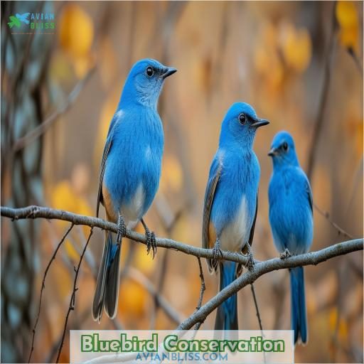 Bluebird Conservation