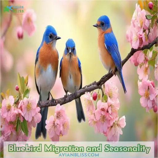 Bluebird Migration and Seasonality