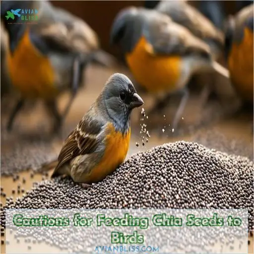 Cautions for Feeding Chia Seeds to Birds