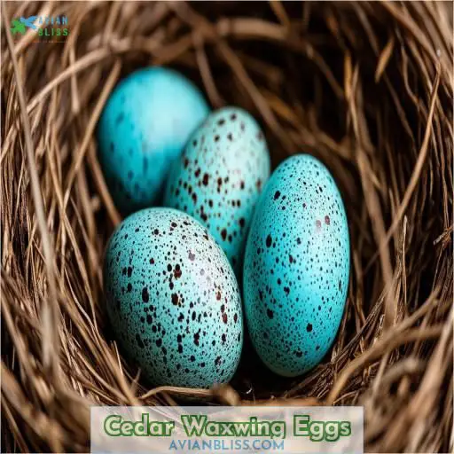 Cedar Waxwing Eggs