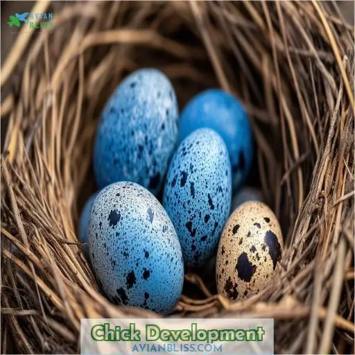 Chick Development