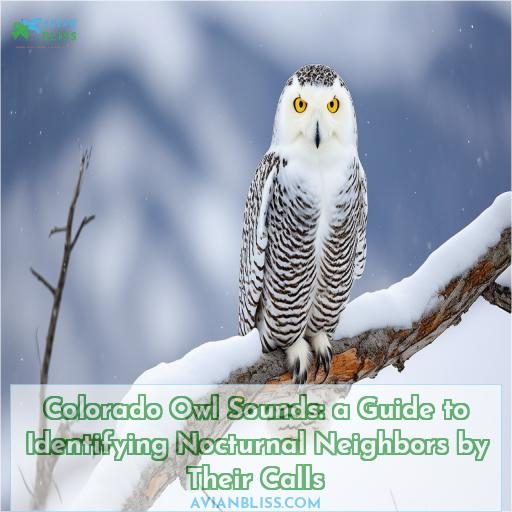 colorado owl sounds