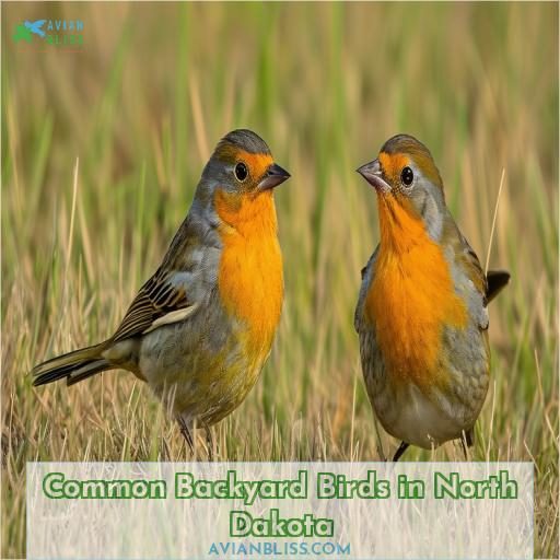 Common Backyard Birds in North Dakota