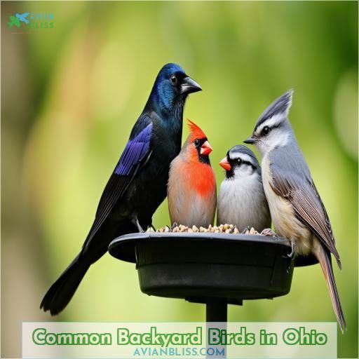 Common Backyard Birds in Ohio