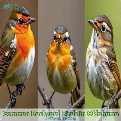 Common Backyard Birds in Oklahoma