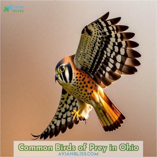 Common Birds of Prey in Ohio