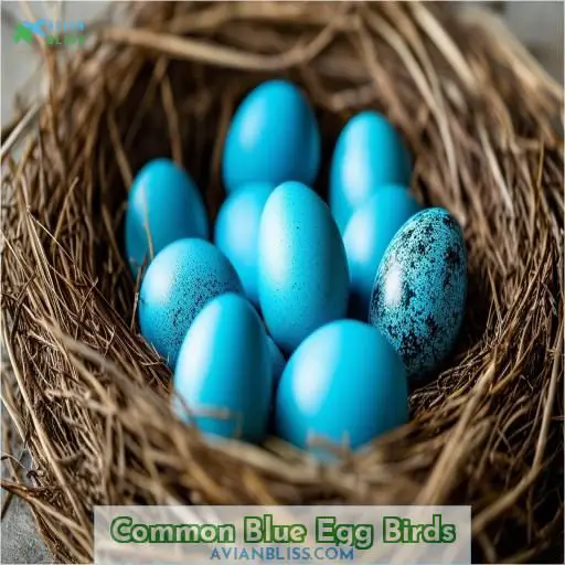 Common Blue Egg Birds