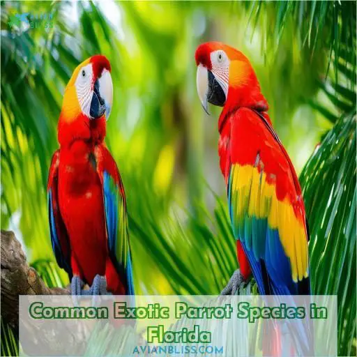 Common Exotic Parrot Species in Florida