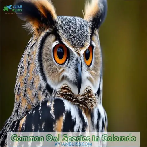 Common Owl Species in Colorado