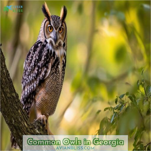 Common Owls in Georgia