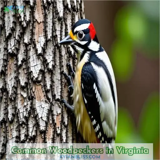 Common Woodpeckers in Virginia