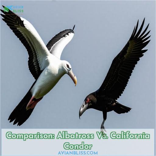 Comparison: Albatross Vs. California Condor
