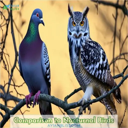 Comparison to Nocturnal Birds