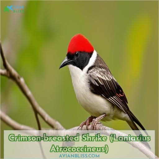 Crimson-breasted Shrike (Laniarius Atrococcineus)