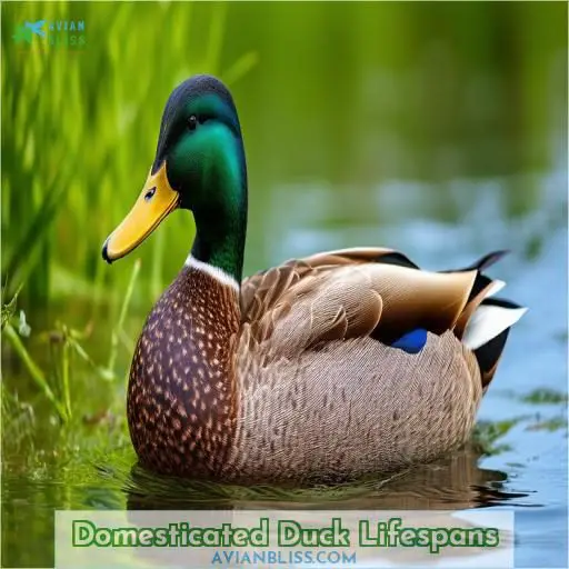 Domesticated Duck Lifespans