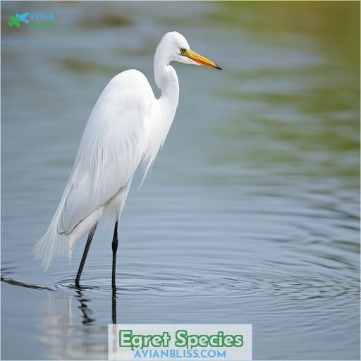 Egret Species
