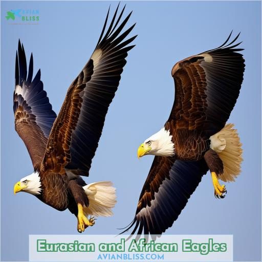 Eurasian and African Eagles