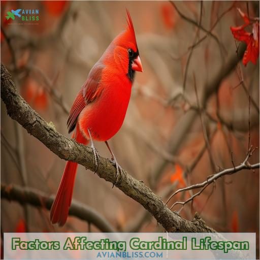 Factors Affecting Cardinal Lifespan