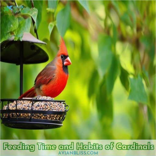 Feeding Time and Habits of Cardinals